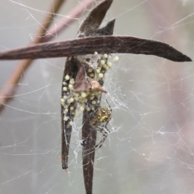 Araneidae (family) (Orb weaver) at Bruce, ACT - 23 Dec 2021 by AlisonMilton