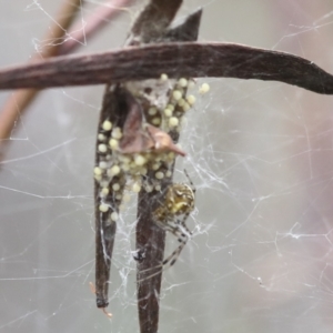 Araneidae (family) at Bruce, ACT - 23 Dec 2021