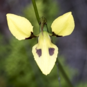 Diuris sulphurea at Molonglo Valley, ACT - suppressed