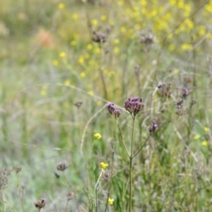 Verbena incompta at Kowen, ACT - 29 Oct 2021