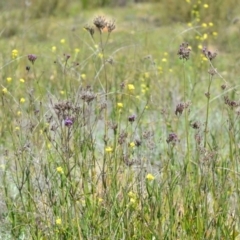 Verbena incompta at Kowen, ACT - 29 Oct 2021