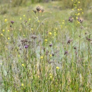 Verbena incompta at Kowen, ACT - 29 Oct 2021