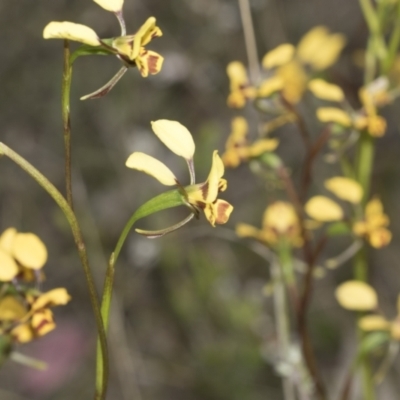 Diuris nigromontana (Black Mountain Leopard Orchid) at Molonglo Valley, ACT - 20 Oct 2021 by AlisonMilton