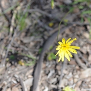 Microseris walteri at Kowen, ACT - 29 Oct 2021 01:51 PM