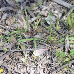 Microseris walteri at Kowen, ACT - 29 Oct 2021 01:51 PM