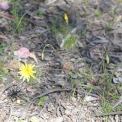 Microseris walteri at Kowen, ACT - 29 Oct 2021 01:51 PM