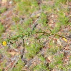 Xerochrysum viscosum at Kowen, ACT - 29 Oct 2021 01:54 PM