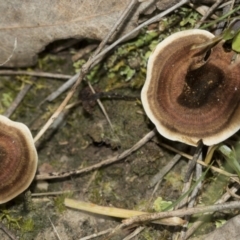 Unidentified Cap on a stem; gills below cap [mushrooms or mushroom-like] at Molonglo Valley, ACT - 21 Oct 2021 by AlisonMilton