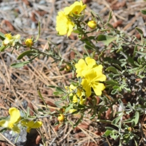 Hibbertia obtusifolia at Kowen, ACT - 29 Oct 2021 01:55 PM