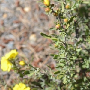 Hibbertia obtusifolia at Kowen, ACT - 29 Oct 2021 01:55 PM