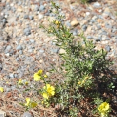 Hibbertia obtusifolia at Kowen, ACT - 29 Oct 2021 01:55 PM