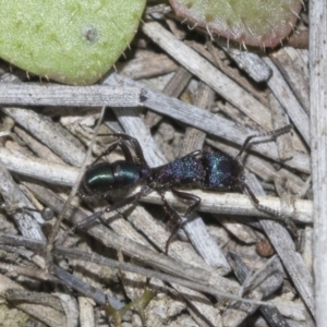 Rhytidoponera metallica at Molonglo Valley, ACT - 21 Oct 2021