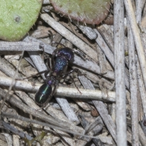 Rhytidoponera metallica at Molonglo Valley, ACT - 21 Oct 2021