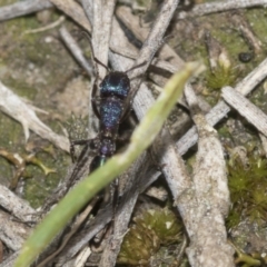 Rhytidoponera metallica at Molonglo Valley, ACT - 21 Oct 2021 09:04 AM