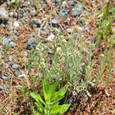 Pseudognaphalium luteoalbum (Jersey Cudweed) at Kowen, ACT - 29 Oct 2021 by natureguy