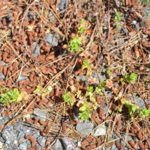 Lysimachia arvensis at Kowen, ACT - 29 Oct 2021 01:55 PM
