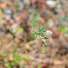 Trifolium arvense var. arvense (Haresfoot Clover) at Kowen, ACT - 29 Oct 2021 by natureguy