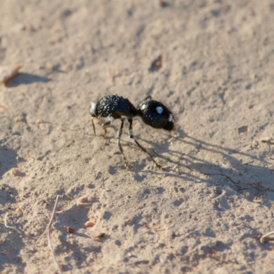 Bothriomutilla rugicollis (Mutillid wasp or velvet ant) at Jerrabomberra, ACT - 22 Dec 2021 by regeraghty