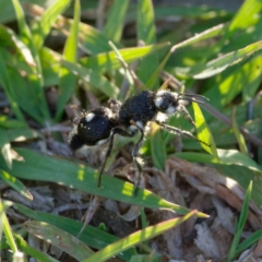 Bothriomutilla rugicollis at Callum Brae - 22 Dec 2021