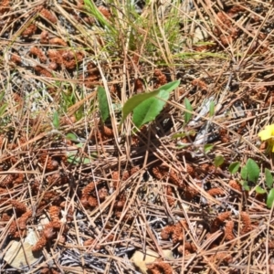 Goodenia hederacea subsp. hederacea at Kowen, ACT - 29 Oct 2021