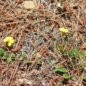 Goodenia hederacea subsp. hederacea at Kowen, ACT - 29 Oct 2021 01:56 PM