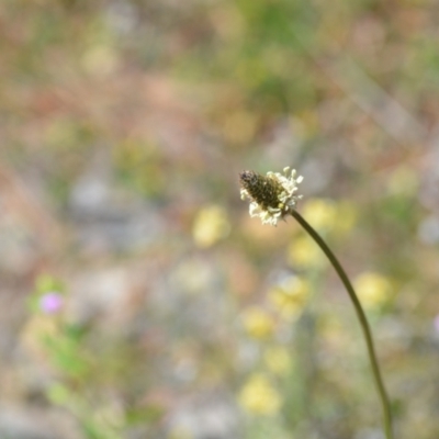 Plantago lanceolata (Ribwort Plantain, Lamb's Tongues) at Kowen, ACT - 29 Oct 2021 by natureguy