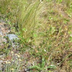 Plantago lanceolata at Kowen, ACT - 29 Oct 2021 01:57 PM