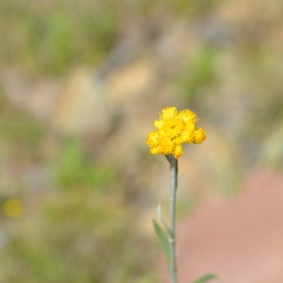 Chrysocephalum apiculatum (Common Everlasting) at Kowen, ACT - 29 Oct 2021 by natureguy