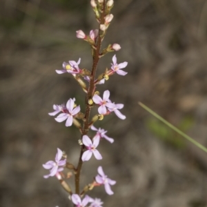 Stylidium sp. at Molonglo Valley, ACT - 21 Oct 2021 09:19 AM