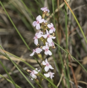 Stylidium sp. at Molonglo Valley, ACT - 21 Oct 2021 09:19 AM