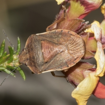 Dictyotus caenosus (Brown Shield Bug) at Molonglo Valley, ACT - 21 Oct 2021 by AlisonMilton