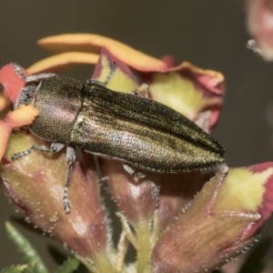 Melobasis propinqua at Molonglo Valley, ACT - 21 Oct 2021