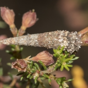 Lepidoscia (genus) IMMATURE at Molonglo Valley, ACT - 21 Oct 2021