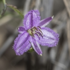 Thysanotus patersonii (Twining Fringe Lily) at Molonglo Valley, ACT - 21 Oct 2021 by AlisonMilton