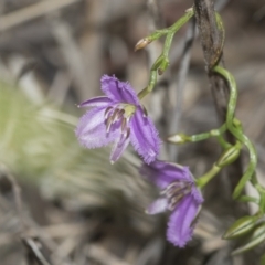 Thysanotus patersonii at Molonglo Valley, ACT - 21 Oct 2021 09:29 AM