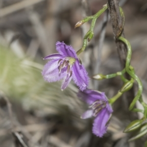 Thysanotus patersonii at Molonglo Valley, ACT - 21 Oct 2021