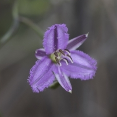 Thysanotus patersonii at Molonglo Valley, ACT - 21 Oct 2021