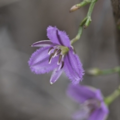 Thysanotus patersonii at Molonglo Valley, ACT - 21 Oct 2021 09:29 AM