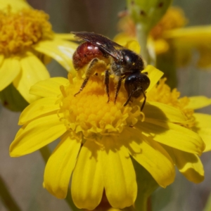 Lasioglossum (Parasphecodes) sp. (genus & subgenus) at Cotter River, ACT - 21 Dec 2021