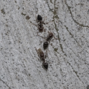 Crematogaster sp. (genus) at Molonglo Valley, ACT - 21 Oct 2021 10:18 AM