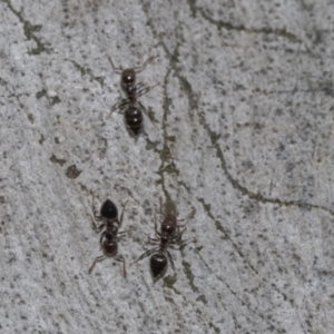 Crematogaster sp. (genus) at Molonglo Valley, ACT - 21 Oct 2021 10:18 AM