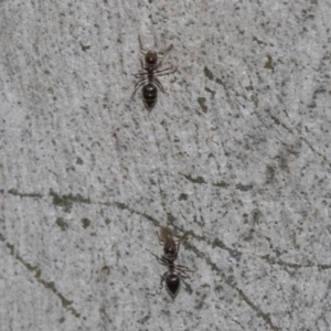 Crematogaster sp. (genus) at Molonglo Valley, ACT - 21 Oct 2021 10:18 AM