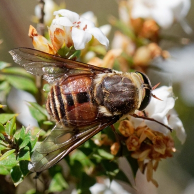 Tabanidae (family) (Unidentified march or horse fly) at Uriarra, NSW - 21 Dec 2021 by DPRees125