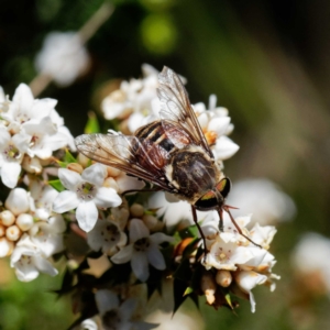 Tabanidae (family) at Uriarra, NSW - 21 Dec 2021 10:34 AM