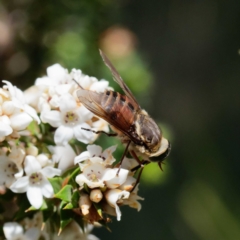 Tabanidae (family) at Uriarra, NSW - 21 Dec 2021 10:34 AM