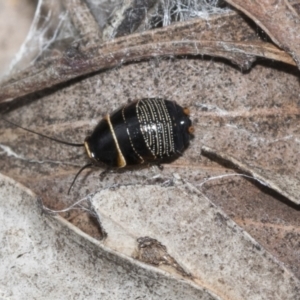 Ellipsidion australe at Molonglo Valley, ACT - 21 Oct 2021 09:51 AM