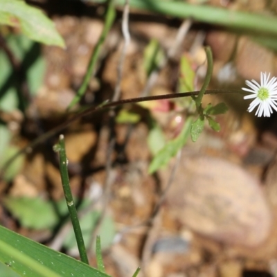 Lagenophora sp. (Lagenophora) at Narrabarba, NSW - 21 Dec 2021 by KylieWaldon