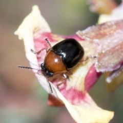 Ditropidus sp. (genus) (Leaf beetle) at Molonglo Valley, ACT - 21 Oct 2021 by AlisonMilton