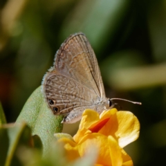 Nacaduba biocellata (Two-spotted Line-Blue) at Cotter River, ACT - 21 Dec 2021 by DPRees125