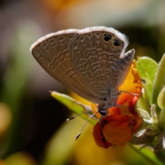 Nacaduba biocellata at Cotter River, ACT - 21 Dec 2021